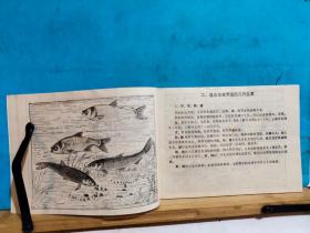 P1271   农村家庭养鱼· 全一册   图文本  横开本  1983年4月