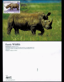 外国极限片 埃塞俄比亚邮票 保护野生动物犀牛明信片极限片 1枚