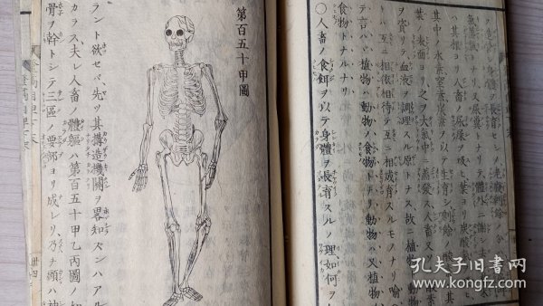 线装和刻本《登高自卑》   明治五年   公元1872年   分为；植物说    动物说     超多版画，刻印精美，人类身体图，动植物图等。