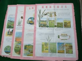 50年代~农业防稻螟挂图4张，一套，