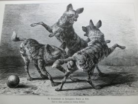 【百元包邮】《鬣狗三兄弟的快乐童年》（Die Hyanenhunde in Zoologischen Garten zu Koln）1880年，木刻版画， 纸张尺寸约41×28厘米。出自19世纪德国动物画家、雕刻家，Ludwig Beckmann（1822–1902）的原创木刻作品