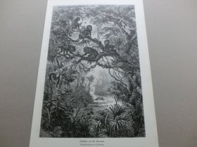 【百元包邮】《风景画：森林中的精灵》（Brullaffen am Rio Escalante）1880年，木刻版画， 纸张尺寸约41×28厘米。出自19世纪德国风景画家，安东·戈林（Anton Goering，1836–1905）的原创木刻作品 - 画作描绘的是美国犹他州大峡谷，埃斯卡兰蒂河两岸的丛林风光