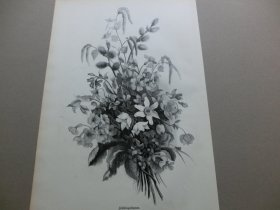 【百元包邮】《静物画：鲜花盛开的时节》（Fruhlingsblumen）1882年木刻版画， 纸张尺寸约41×28厘米。出自19世纪德国画家、雕刻家，Marie Weber Giesecke的彩画创作品