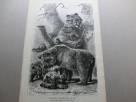 【百元包邮】《德国科隆动物园的熊》（Bärenfamilie im Zoologischen Garten zu Köln） 1881年  木刻版画 纸张尺寸约41×28厘米（货号603373）