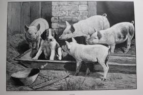 【百元包邮】《一只冒险的狗》（Hektors erstes Abenteuer）     1897 年木刻版画     尺寸约 41*28厘米  （货号500854）