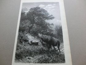 【百元包邮】《林中鹿鸣，角鹿》（Schreiender Hirsch，mit dem Rudel zu Holze ziehend） 1882年木刻版画， 纸张尺寸约41×28厘米。出自19世纪德国风景画家、雕刻家，克里斯蒂安·约翰克罗纳（Christian Johann Kröner，1838–1911）的原创木刻作品