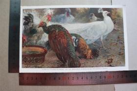 【百元包邮】《优雅的孔雀》(vornehme  gesellschaft)  1890年    小幅彩色平版印刷画    尺寸如图   （货号501843）