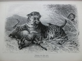 【百元包邮】《孟加拉虎制服挣扎中的猎物》（Königstiger beim Mahle gestört）1880年，木刻版画， 纸张尺寸约41×28厘米。出自19世纪德国动物画家、雕刻家，Ludwig Beckmann（1822–1902）的原创木刻作品