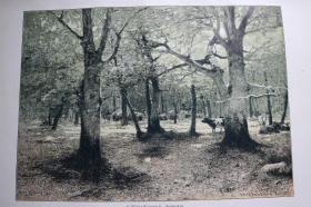 【百元包邮】《山毛榉林》（Buchenwald） 1897 年套色木刻版画     尺寸约 41*28厘米 （货号500871）