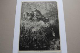 【百元包邮】《逃脱》(entwischt )   1897年 小幅木刻版画  卡纸尺寸29.7×21厘米   （货号500987）
