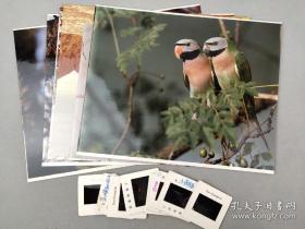 80年代，各种鸟类、小浣熊等，动物风光老照片一组7张，彩色反转片底片8张， 背后有文字信息