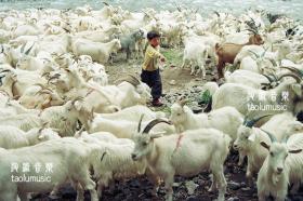 小羊倌（解放军画报社记者高凤章新疆摄影）六寸照片一张（15*10cm）602122