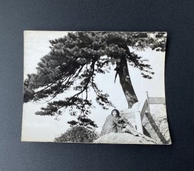 老照片：美女与松树（有点像送客松~）