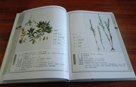 彝药本草.（上下册）【现货全新正版带封膜】