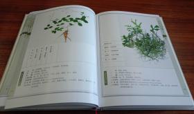 彝药本草（上 下卷）【现货全新正版带封膜】