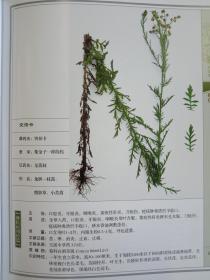 彝药本草（上 下卷）【现货全新正版带封膜】