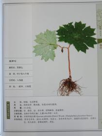 彝药本草.（上下册）【现货全新正版带封膜】