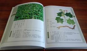 彝药本草.（上下册）【现货全新正版带封膜】