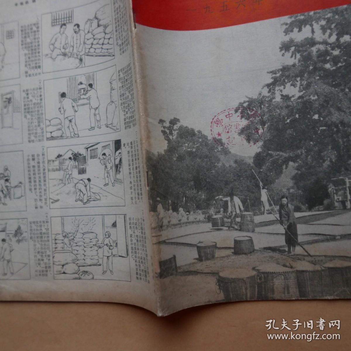 农业科学通讯〔1956年第8期〕