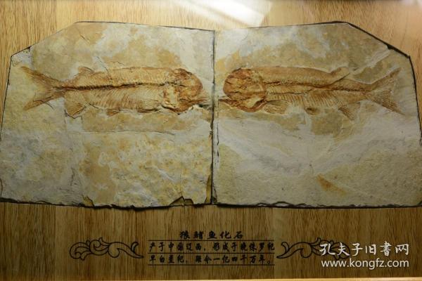 狼鳍鱼化石古生物化石