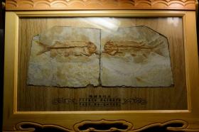 狼鳍鱼化石古生物化石