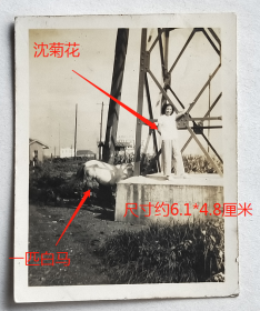民国老照片：民国上海郊区美女—沈菊花，旁边有一匹白马。1949年7月。有背题。（照片来源上海，藏家自鉴）。【陌上花开系列】