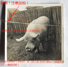 老照片：浙江省，养猪场里的约克公猪（又称大约克夏猪、大白猪），可能是防台风。注意品相！时间约1958年（参照同一批《浙江省-杭州气象台-气象服务会议》，藏家自鉴）。【50年代—浙江气象观测—旧藏系列】