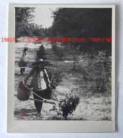 老照片：1961年，广东省茂名市电白县博贺公社“绿色长城”荒滩起——美女浇水。新华社记者——郭伟祺摄~