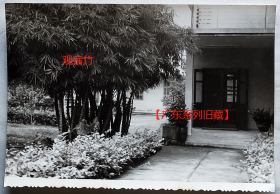 老照片：广东佛山地区招待所（当时算是国宾馆吧），门前观音竹。1982年9月2日摄。背题内容丰富。【广东系列旧藏】
