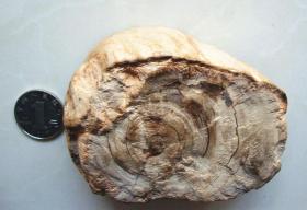 木化石【10cm*6cm】