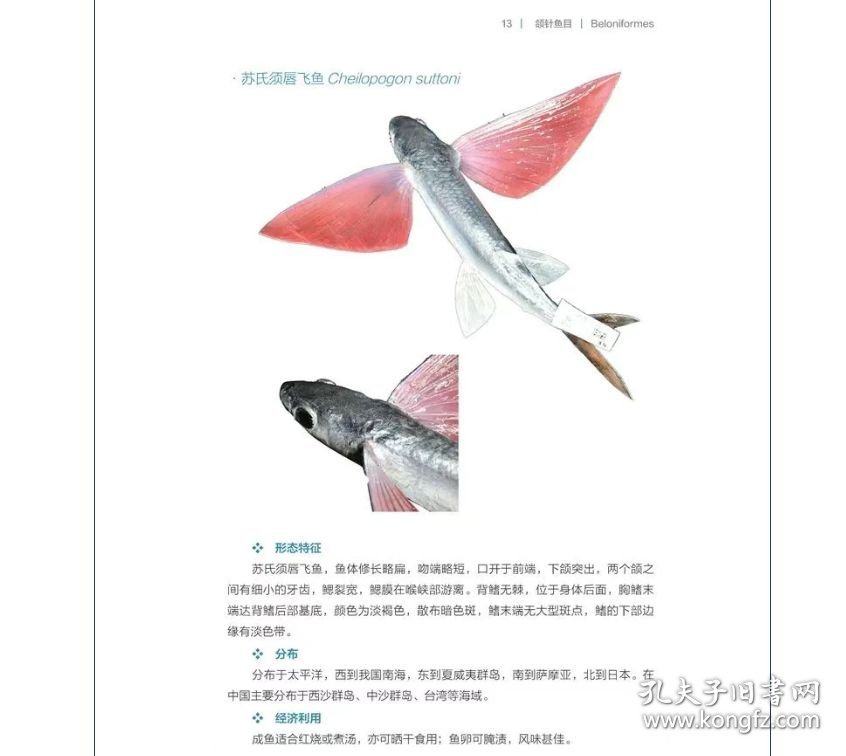 正版 中国热带亚热带海洋鱼类剥制标本图鉴 9787567040250中国海洋大学出版社出版