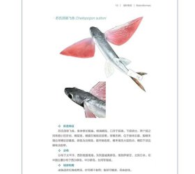 正版 中国热带亚热带海洋鱼类剥制标本图鉴 9787567040250中国海洋大学出版社出版