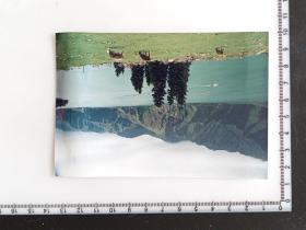 37-4  年代老照片---艺术摄影  远山 江水 牛群