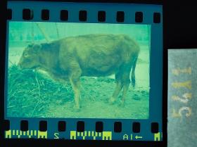 5410 老照片底片 吉林省艺术学院教授边疆采风  东北农村 牛