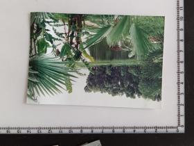 38-17  艺术摄影老照片带底片---芭蕉树