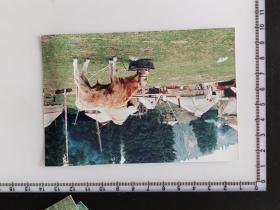 38-9  年代老照片带底片---毡房和牛