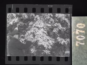 7070 底片  第一个五年计划  雪压青松 艺术摄影