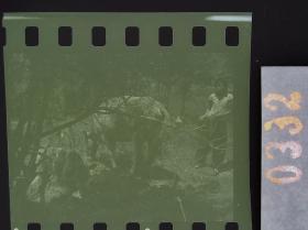 332 老照片底片 吉林艺术学院老教授 中朝bian境采风 长白村庄 放牛的少年