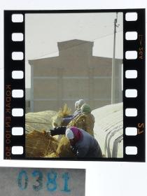 381 北京电影制片厂旧藏 明星剧照反转片 农业生产 村妇在用草帘子遮挡蔬菜塑料大棚
