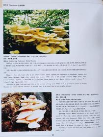 中国长白山植物--祝廷成 严仲铠 周守标主编。北京科学技术出版社 延边人民出版社。2003年。1版1印。硬精（盒）装