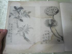 极稀见民国初版一印白纸线装“珂罗版精印美术作品图集”《蒋南沙蒋恒轩父子花卉合册》，16开大本白纸线装一册全。“上海慎修书社”民国二十二年（1933）七月，初版一印珂罗版精印刊行。内有精美书画作品多幅。版本罕见，品如图！