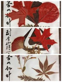 香山红叶3张 枫叶拼贴画 3张  塑封 16.5x12