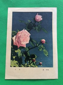 50年代小画片【玫瑰】名家（黄翔）摄--16开