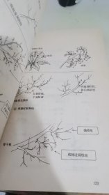 实用果树整形修剪系列图解，苹果