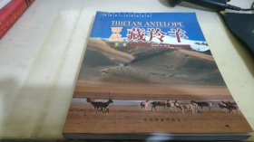 西藏藏羚羊