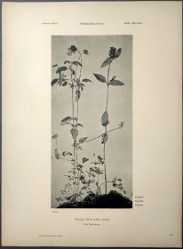【丢勒】1896年 珂罗版 版画《DREI HEILKRAUTER》 纸张36.5×29厘米