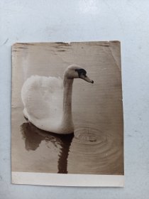 约七十年代  照片    鹅