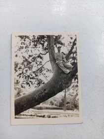 1954年  照片 人树