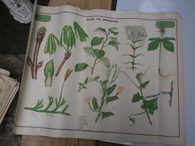 叶序和茎   植物学教学挂图 彩色   第 20幅   约五十年代 69x53