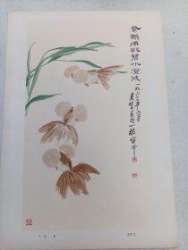 来楚生  金鱼画片